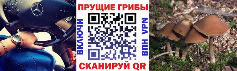 Псилоцибиновые грибы Cubensis Вытегра